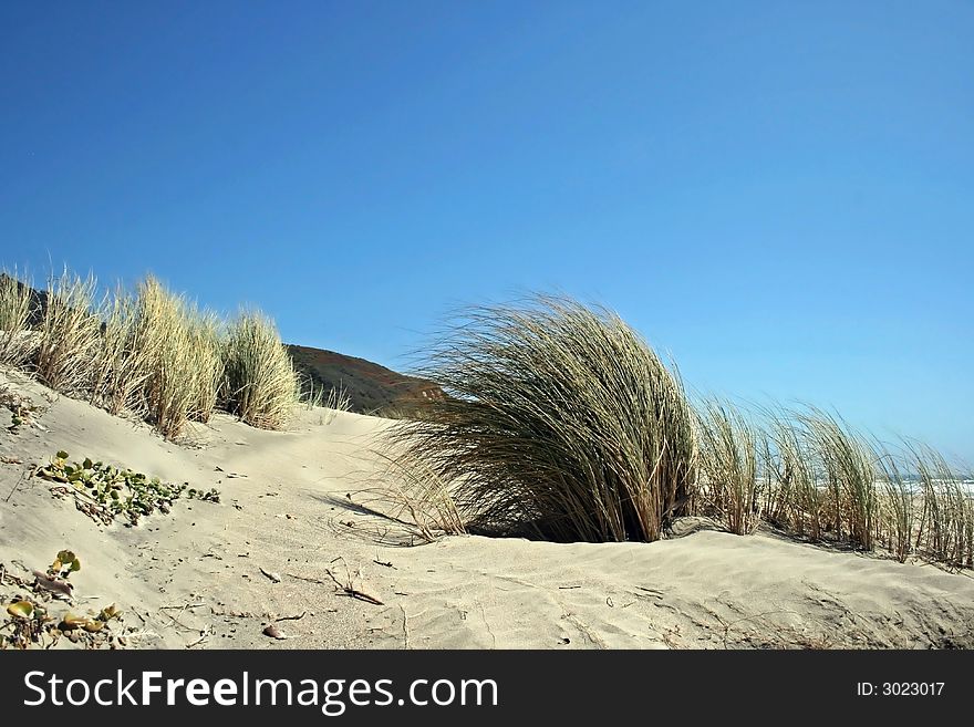 Reeds bend in the wind at a sandy beach with a blue sky above