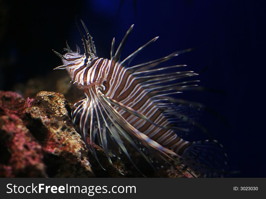 Dangerous dragon fish standing on the rocks