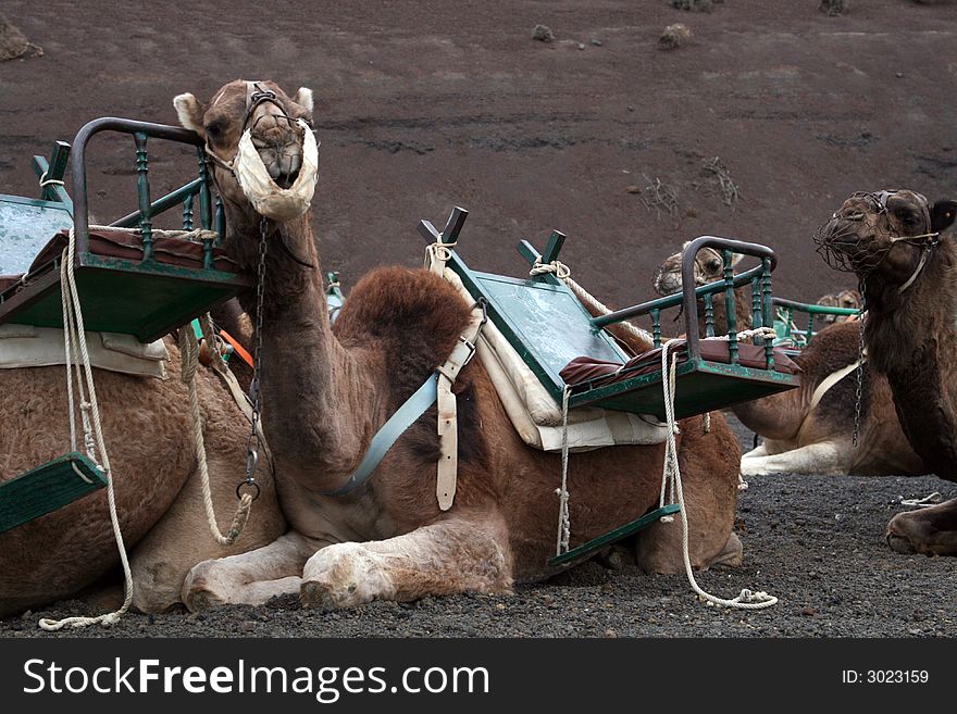 Camel with a seat on it's back