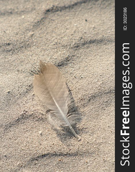 Feather In The Sand