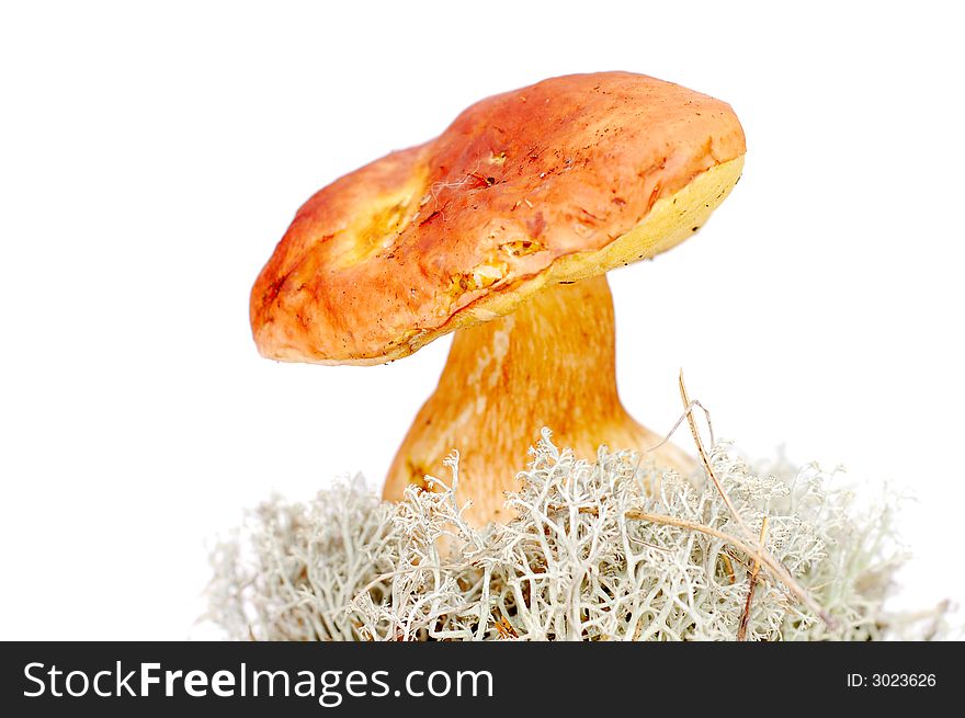 Brown Mushroom On Moss
