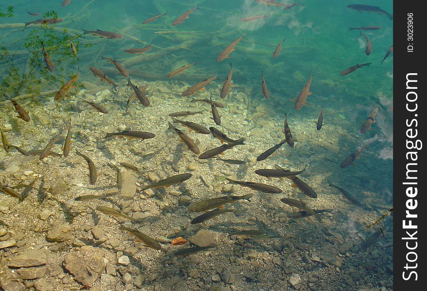 Fishes In The Clear Blue Water