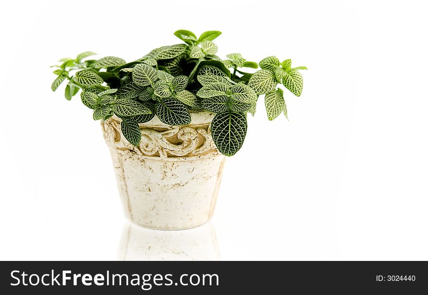 Healthy indoor plant isolated on white. Healthy indoor plant isolated on white