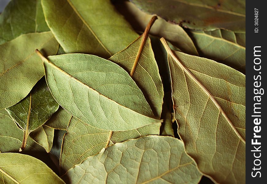 Macro bay leaves spice for cooking