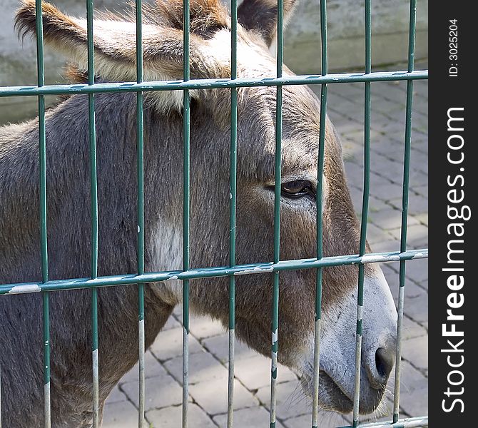 A little donkey behind a fence