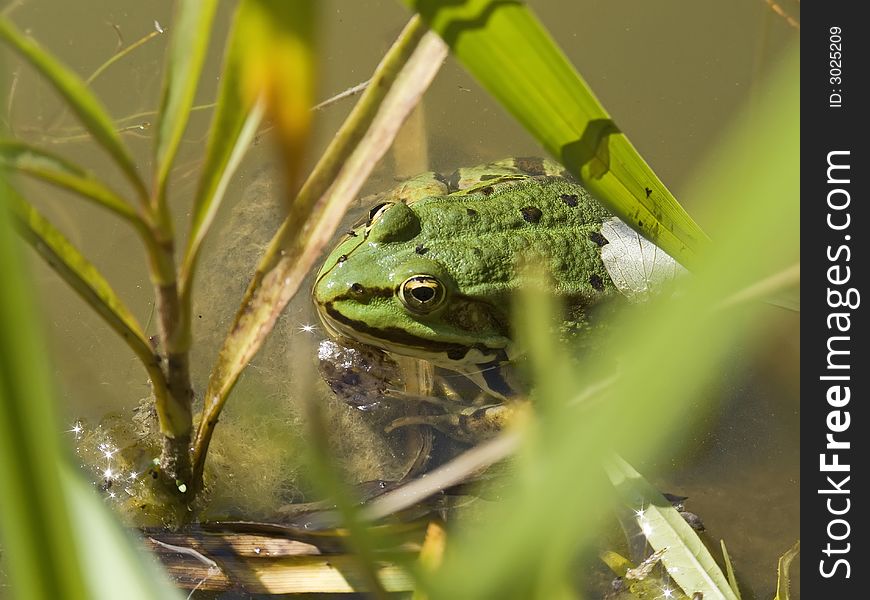 Green frog sitting in the pond and watching. Green frog sitting in the pond and watching