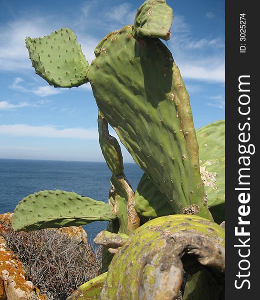 Cactus In The Sea