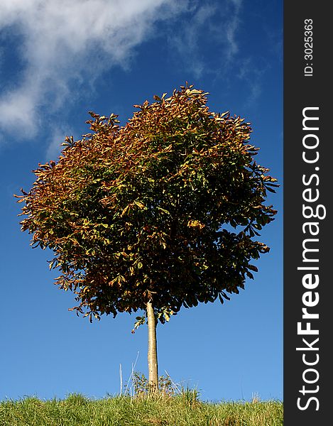 A small chestnut tree against a blue autumn sky.