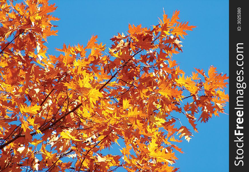 Bright-gold autumn leaves fall. Bright-gold autumn leaves fall