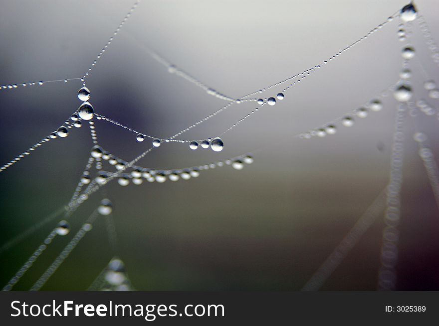 Spider web with dew drops. Spider web with dew drops