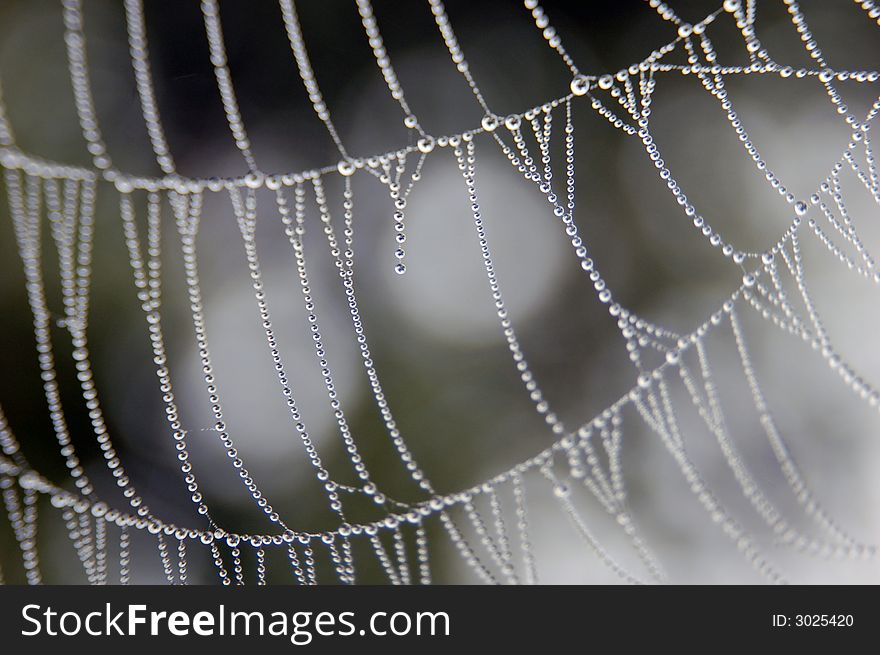 Spider web with dew drops. Spider web with dew drops