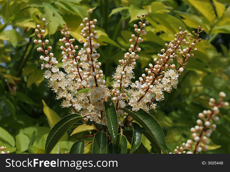 Flowers In Versailles