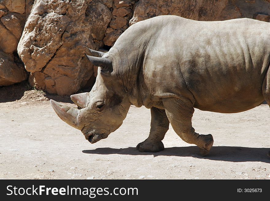 Rhinoceros it is rapid going to the watering. Rhinoceros it is rapid going to the watering