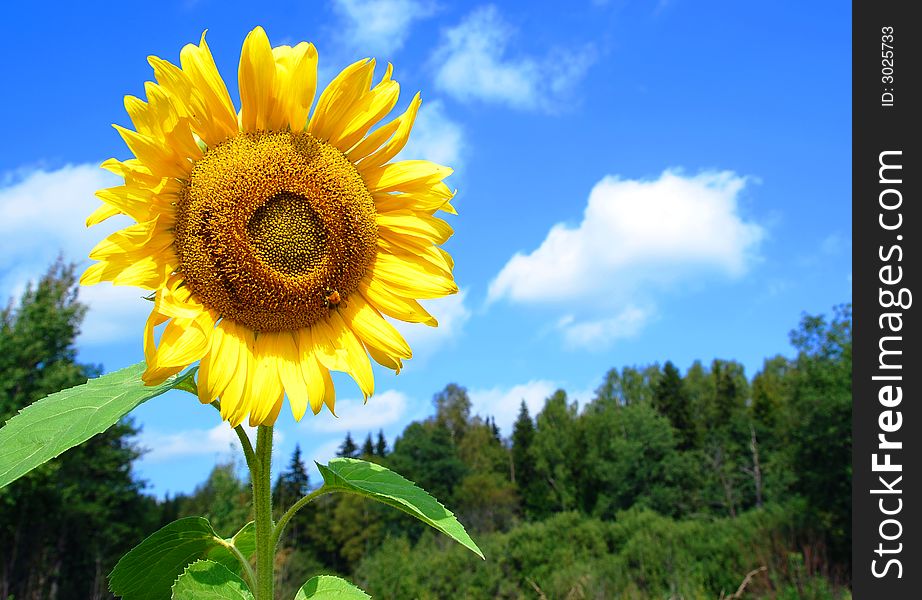 Beatiful high sunflower on the sky and forest background