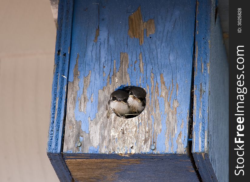 Two baby swallows look out of their well-worn turquoise bird house.