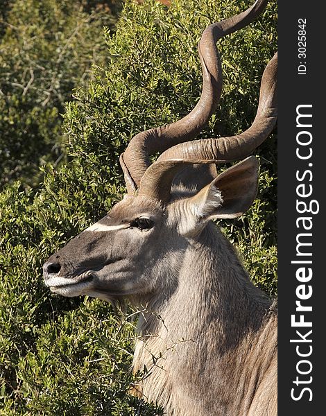 Kudu bull profile on the edge of the bush