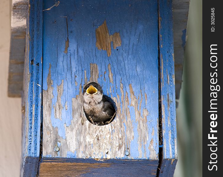 A baby swallow with a wide open yellow beak waits for its parent to bring it food. A baby swallow with a wide open yellow beak waits for its parent to bring it food.