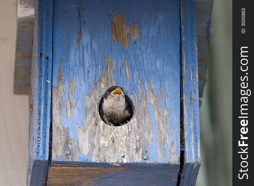 A baby swallow opens its beak in anticipation of the food its parent is bringing. A baby swallow opens its beak in anticipation of the food its parent is bringing.