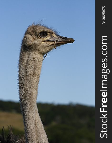 Ostrich with some grass in her beak. Ostrich with some grass in her beak