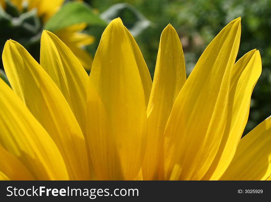 Yellow sunflower and warm summer