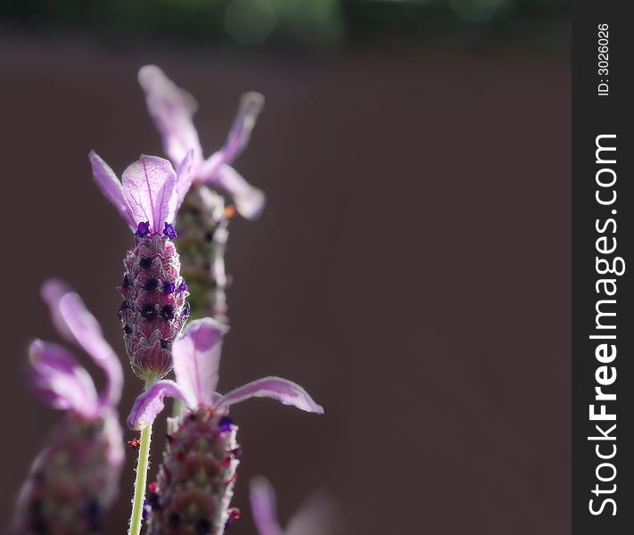 Purple flower petal background, tufted vetch (Vicia cracca).