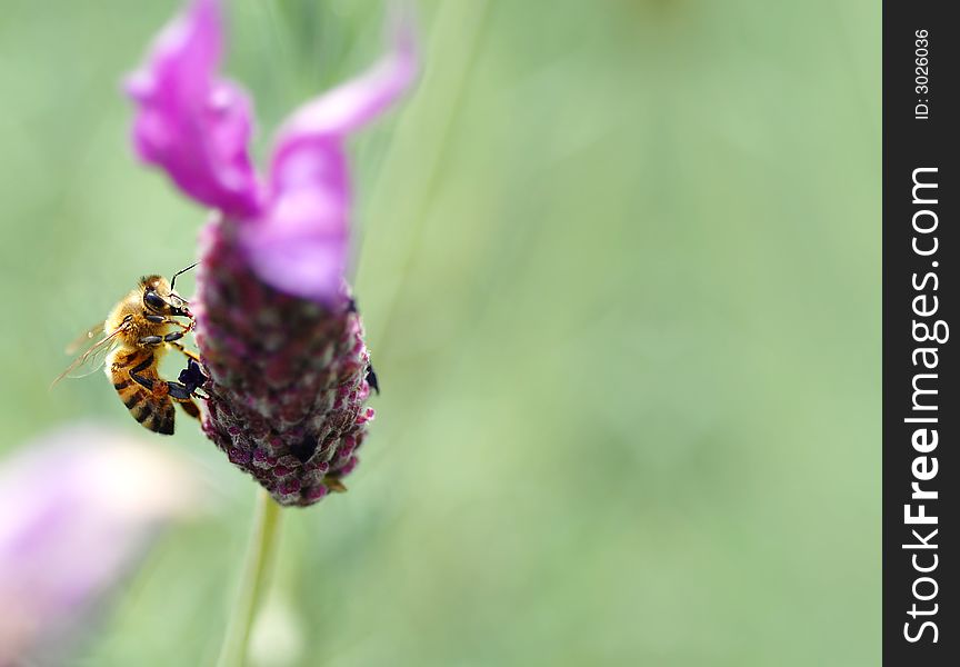 Honey Bee, on tufted vetch (Vicia cracca) with large space for text copy.