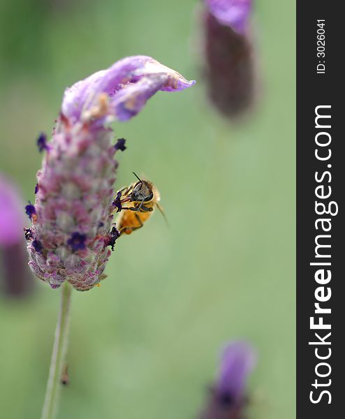 Honey Bee, on tufted vetch (Vicia cracca) with large space for text copy.