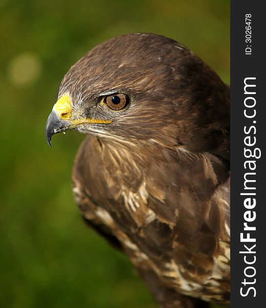 Portrait of a buzzard bird of prey. Portrait of a buzzard bird of prey.