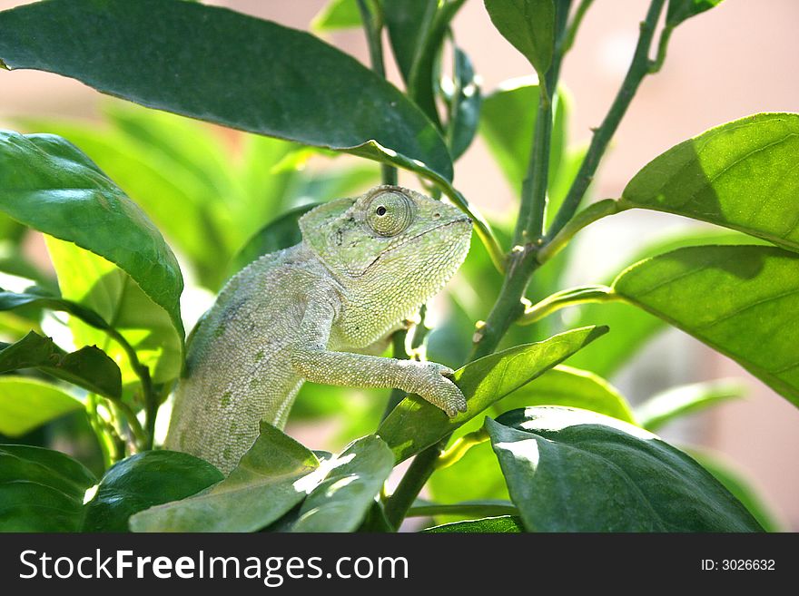 Lazy chameleon in the tree in Cyprus.