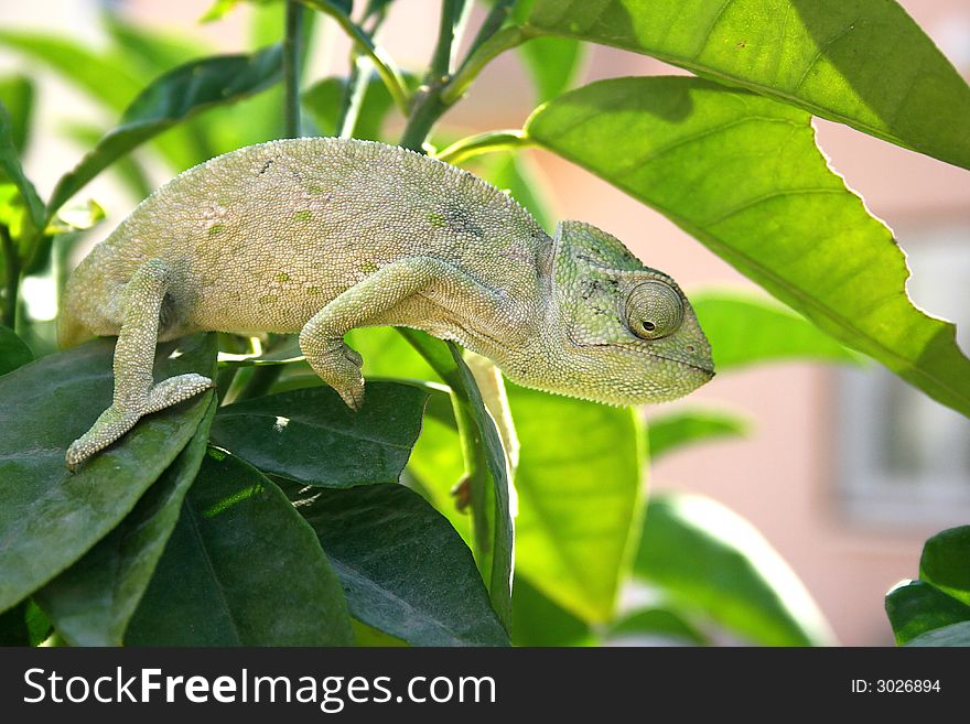 Lazy chameleon in the tree in Cyprus.