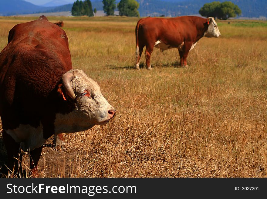 Bulls on pasture in late summer in Idaho. Bulls on pasture in late summer in Idaho