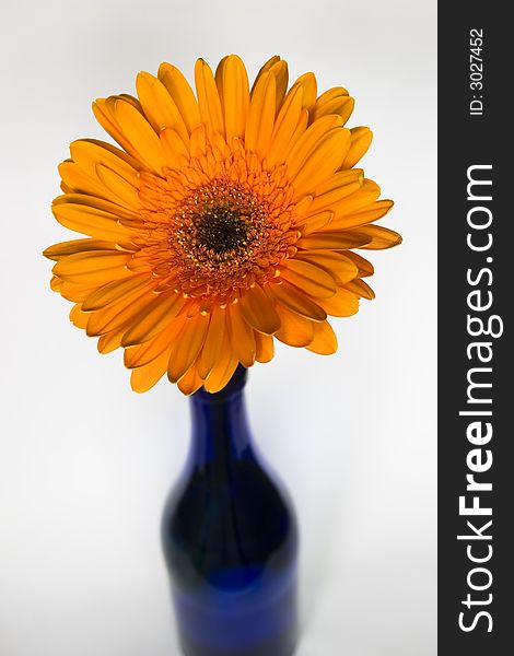 Decorative gerbera flower in a blue vase. Decorative gerbera flower in a blue vase