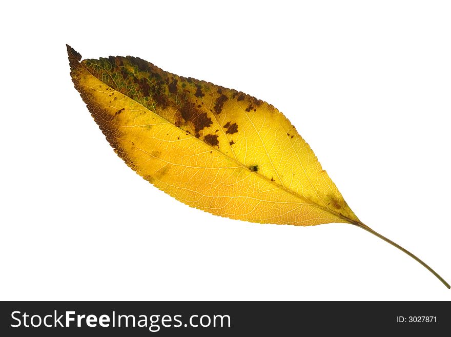 A decayed yellow leaf on white background.