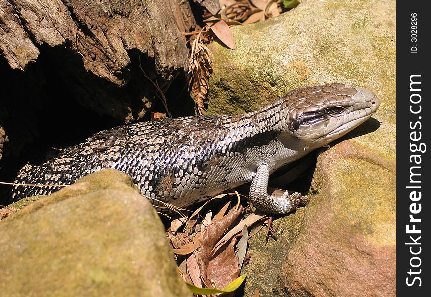 Hunting lizard