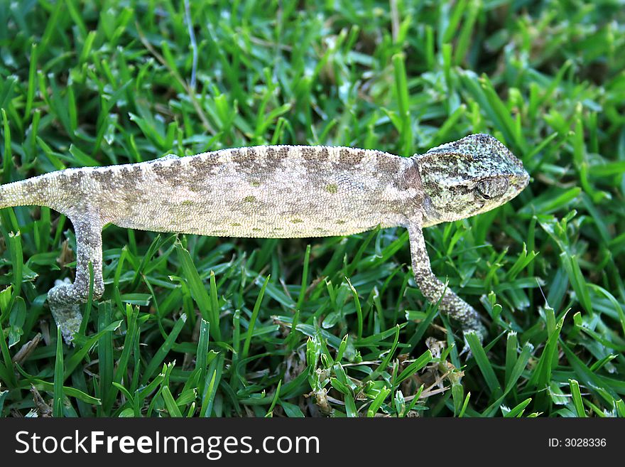 Lazy chameleon on the grass in Cyprus.