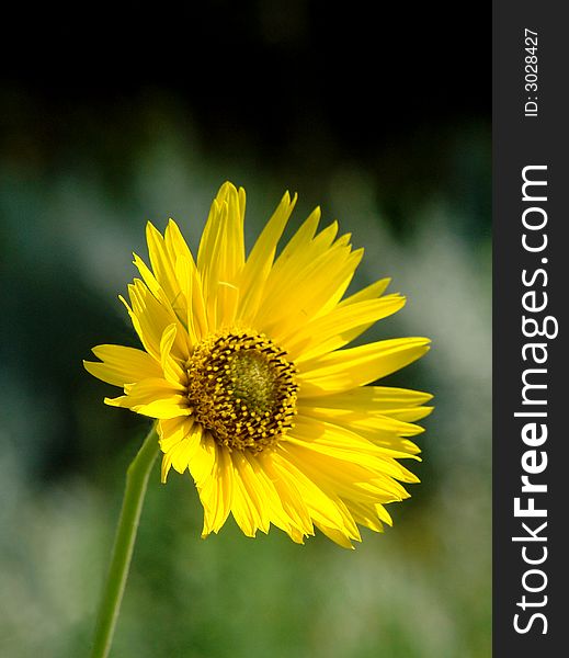 A picture of a yellow corn flower