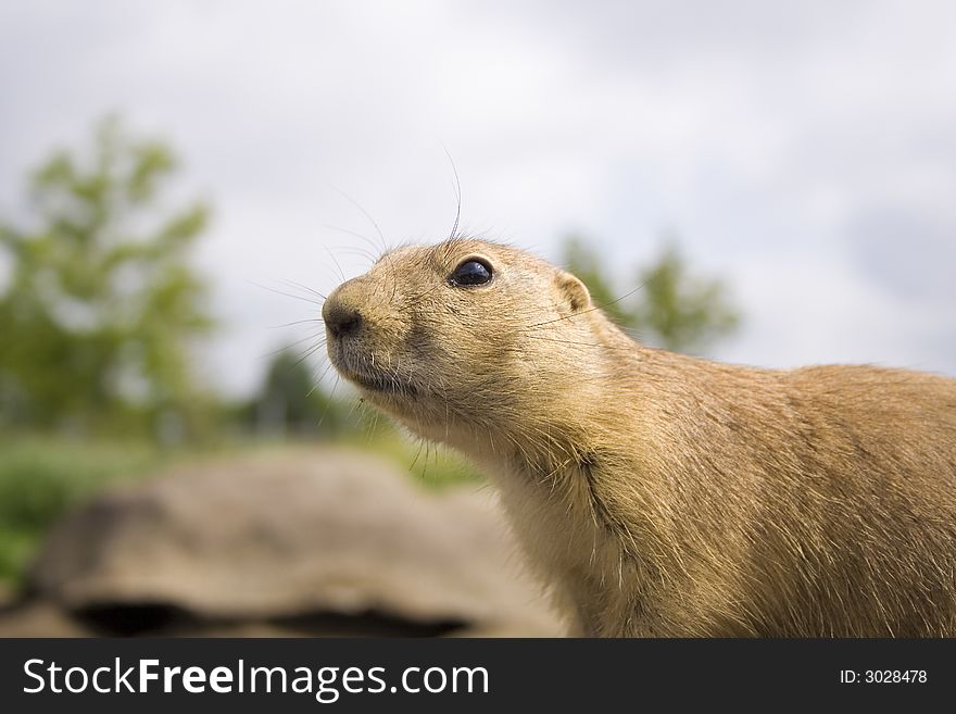 Close up of a Prairie Dog. Close up of a Prairie Dog.