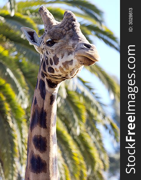 Giraffe Close-up