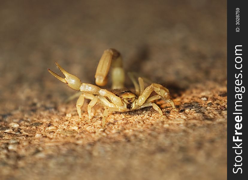 Friendly Scorpion
