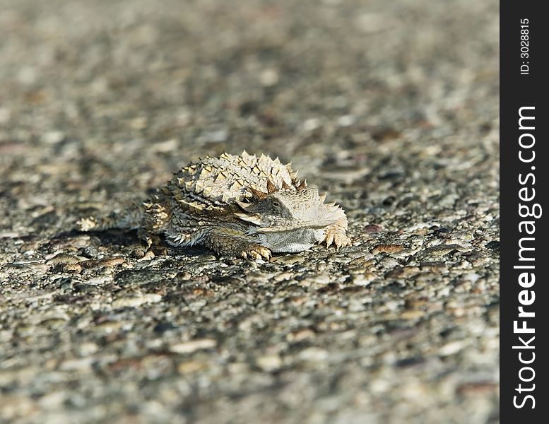 Horned lizard well blends in with asphalt background.