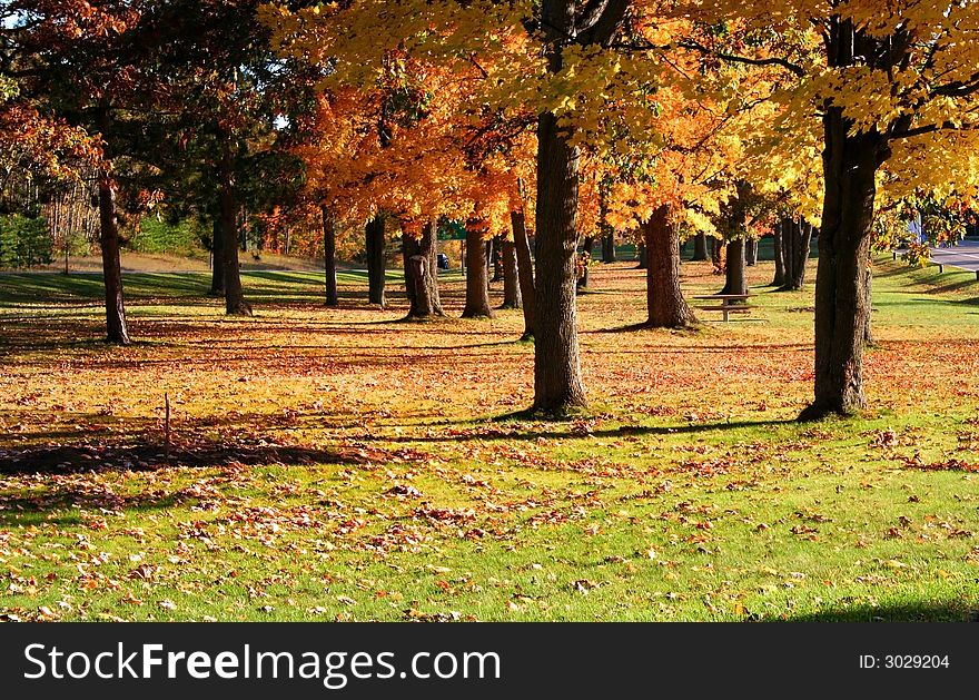 Yellow colored trees in a park during bright autumn day. Yellow colored trees in a park during bright autumn day