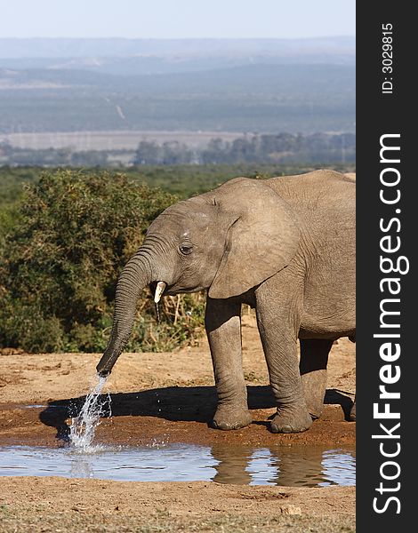 Young elephant playing at a waterhole. Young elephant playing at a waterhole