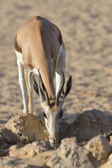 Springbok Royalty Free Stock Photo