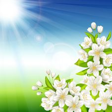 Flowering Cherry Stock Images Flowering Cherry Stock Images