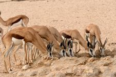 Springbok Drinking Royalty Free Stock Image