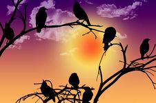 Birds Silhouette Sitting On A Branch At Sunset Royalty Free Stock Photo Birds Silhouette Sitting On A Branch At Sunset Royalty Free Stock Photo