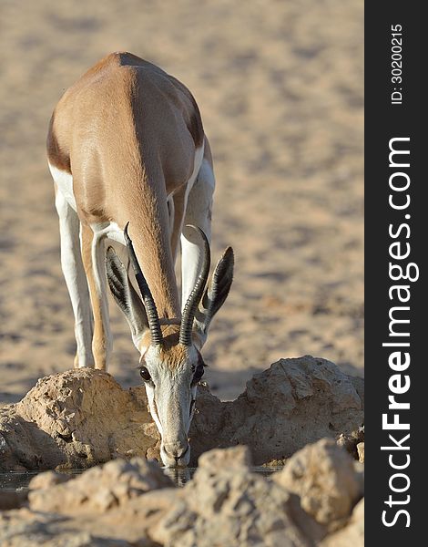 Springbok drinking from waterhole in Kgalagadi South Africa