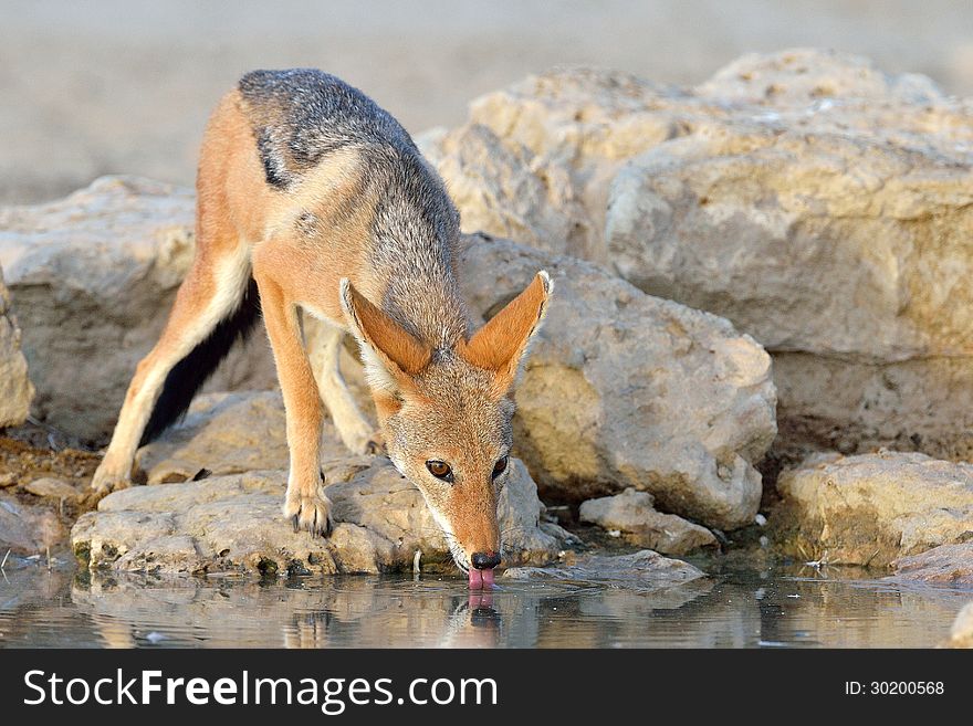 Jackal drinking with reflection at waterhole in Kgalagadi South Africa