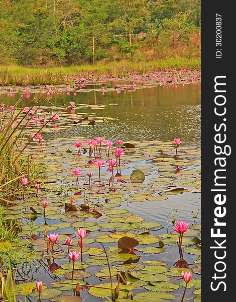 Pink lotus in pond near trees from Thailand