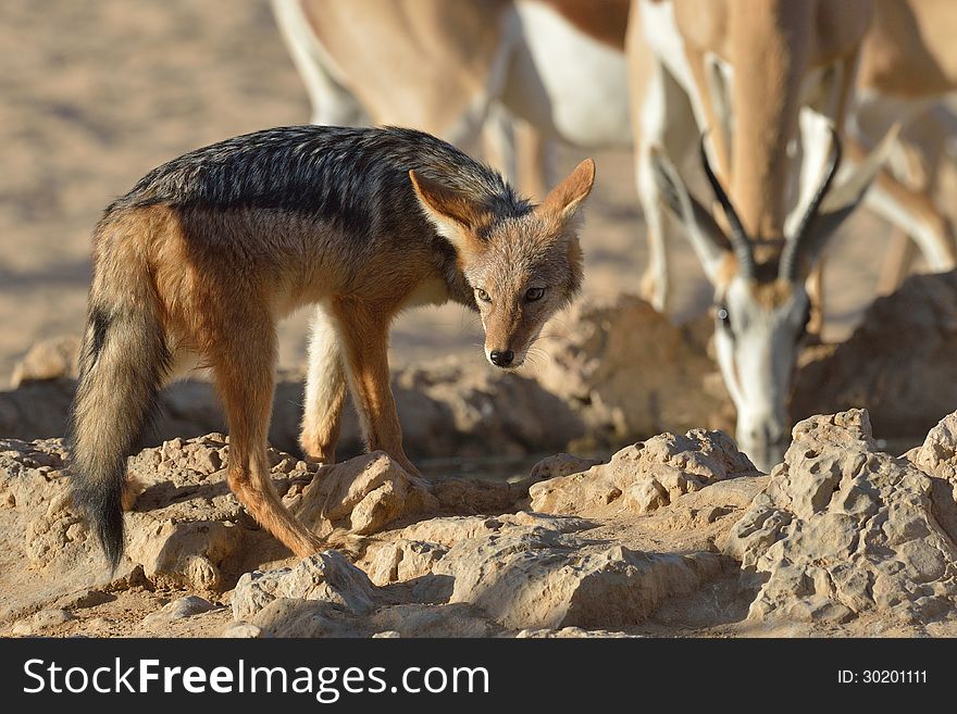 Jackal and springbok at waterhole in Kgalagadi South Africa. Jackal and springbok at waterhole in Kgalagadi South Africa